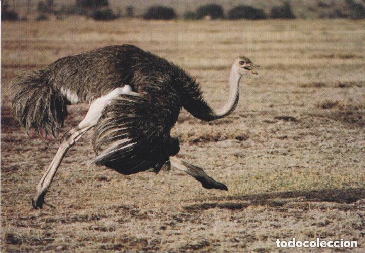 Postales: LOTE DE 30 POSTALES - TEM&Aacute;TICA: ANIMALES - SIN CIRCULAR - Foto 23