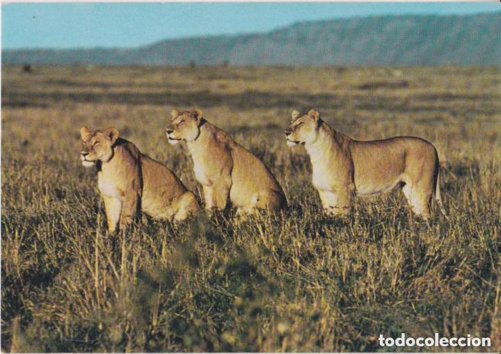 Postales: LOTE DE 30 POSTALES - TEM&Aacute;TICA: ANIMALES - SIN CIRCULAR - Foto 24