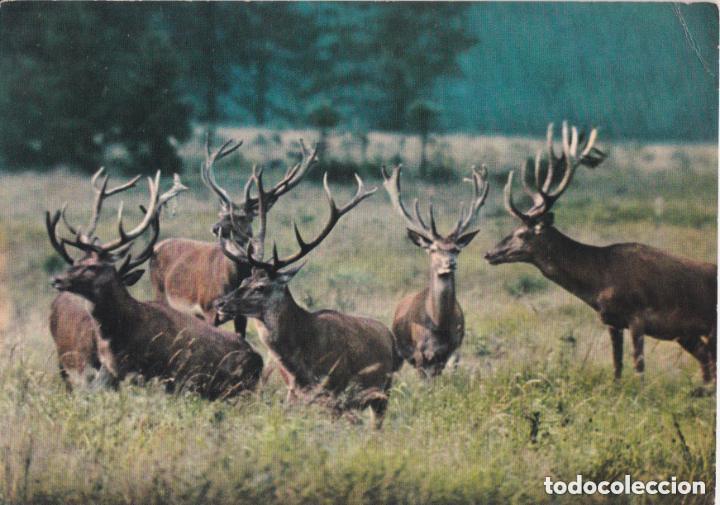 Postales: LOTE DE 30 POSTALES - TEM&Aacute;TICA: ANIMALES - SIN CIRCULAR - Foto 25