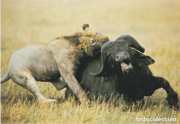 Postales: LOTE DE 30 POSTALES - TEM&Aacute;TICA: ANIMALES - SIN CIRCULAR - Foto 26