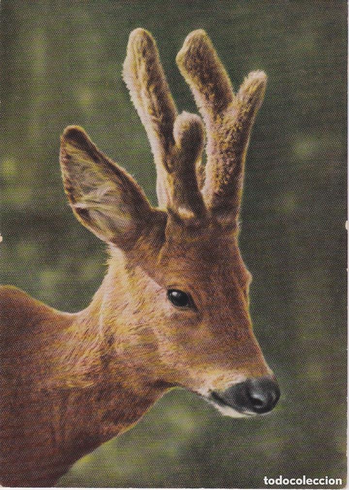 Postales: LOTE DE 30 POSTALES - TEM&Aacute;TICA: ANIMALES - SIN CIRCULAR - Foto 28