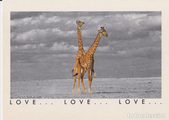 Postales: LOTE DE 30 POSTALES - TEM&Aacute;TICA: ANIMALES - SIN CIRCULAR