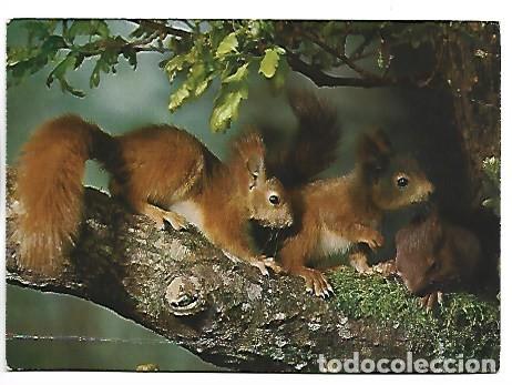 Postales: SCIURUS VULGARIS - SQUIRRELS - ARDILLAS