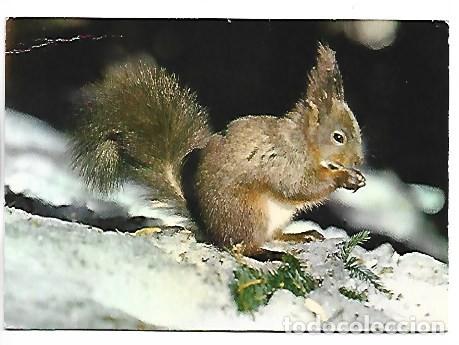 Postales: EICHHORNCHEN - SCIURUS VULGARIS - SQUIRRELS - ARDILLAS