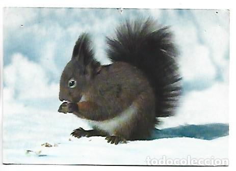Postales: EICHHORNCHEN - SCIURUS VULGARIS - SQUIRRELS - ARDILLAS