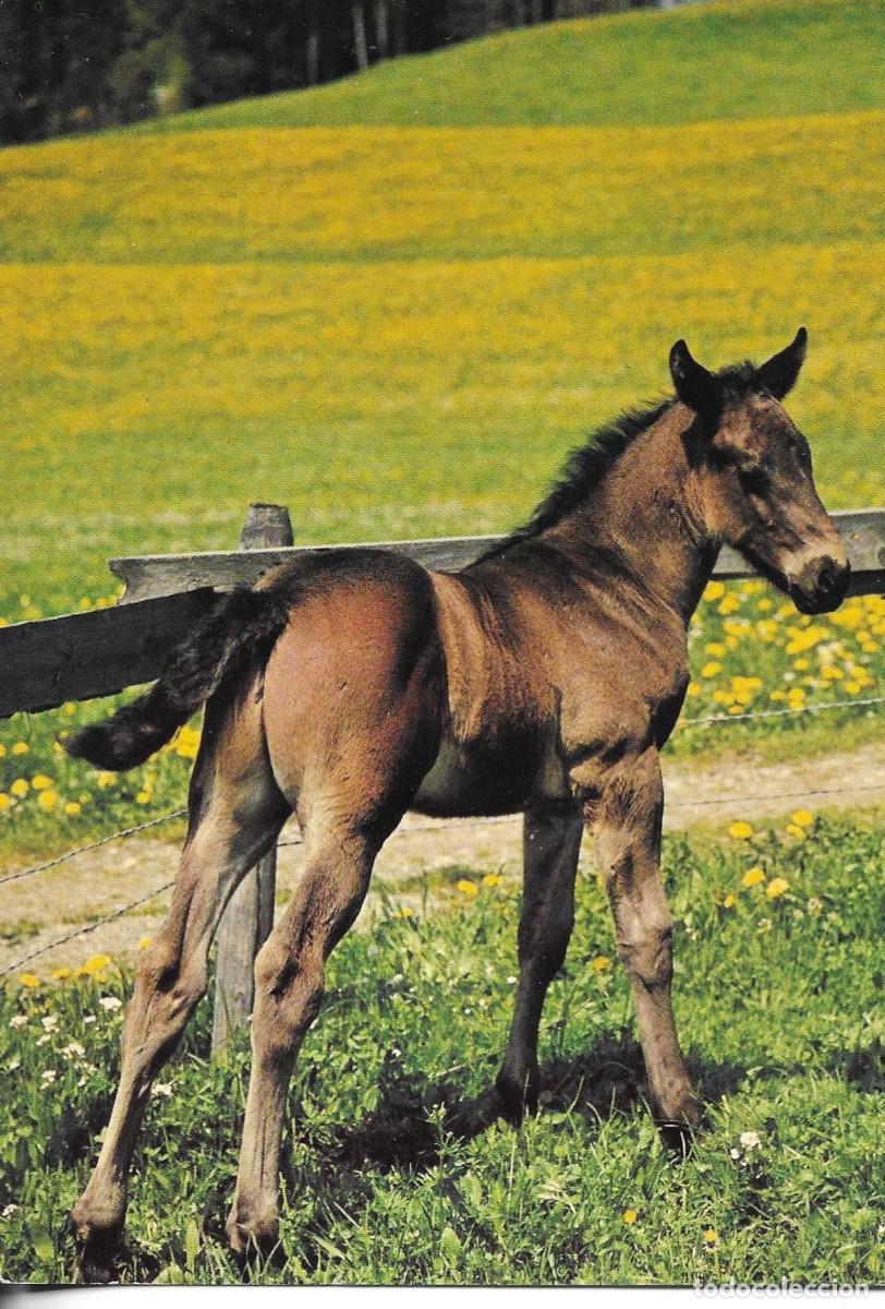 Cartes Postales: &rdquo;Caballo en el campo&rdquo; Moderna postal fotogr&aacute;fica Alemana. 10 x 15 cms.