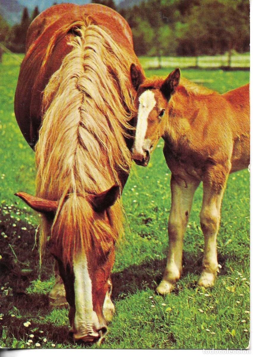 Cartes Postales: &rdquo;Caballo y potro, pastando&rdquo; Moderna postal fotogr&aacute;fica Alemana. 10 x 15 cms.