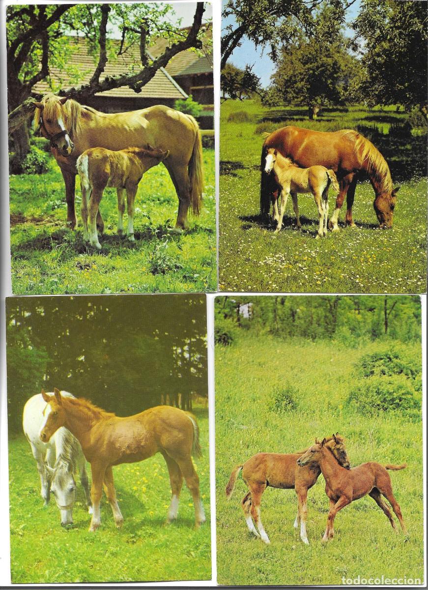 Cartoline: &rdquo;Caballos y potros, en el campo&rdquo; Lote de 4 postales fotogr&aacute;ficas modernas, Alemanas, 10 x 15 cms.