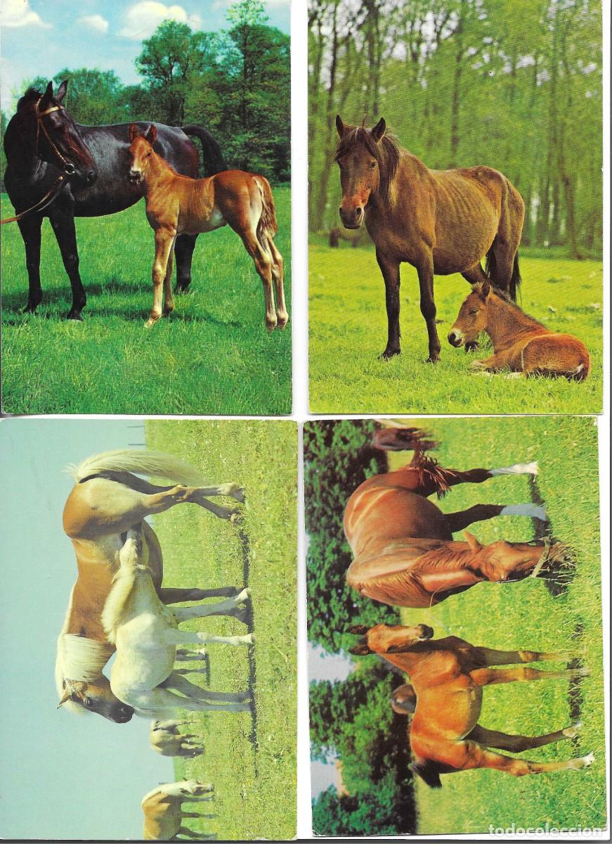 Cartes Postales: &rdquo;Caballos y potros, en el campo&rdquo; Lote de 4 postales fotogr&aacute;ficas modernas, Alemanas, 10 x 15 cms.