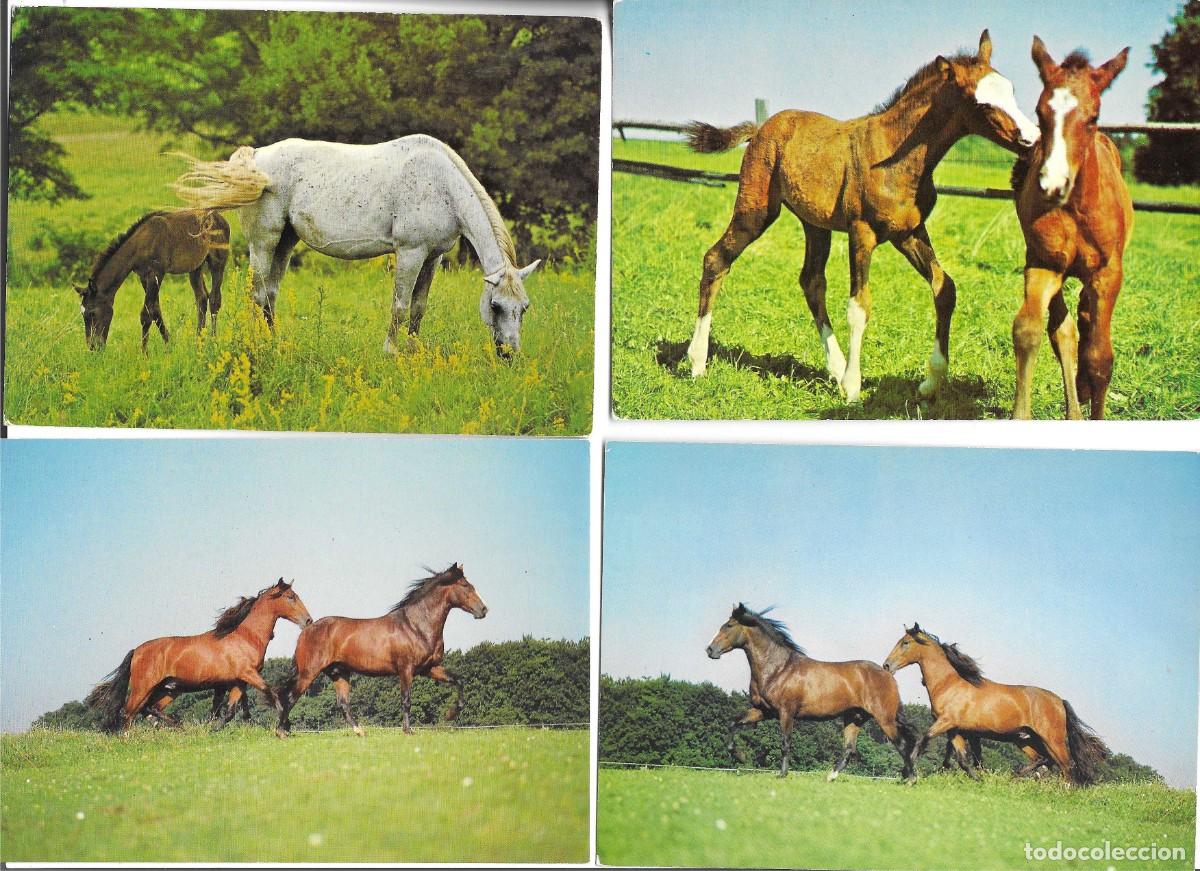 Cartes Postales: &rdquo;Caballos y potros, en el campo&rdquo; Lote de 4 postales fotogr&aacute;ficas modernas, Alemanas, 10 x 15 cms.