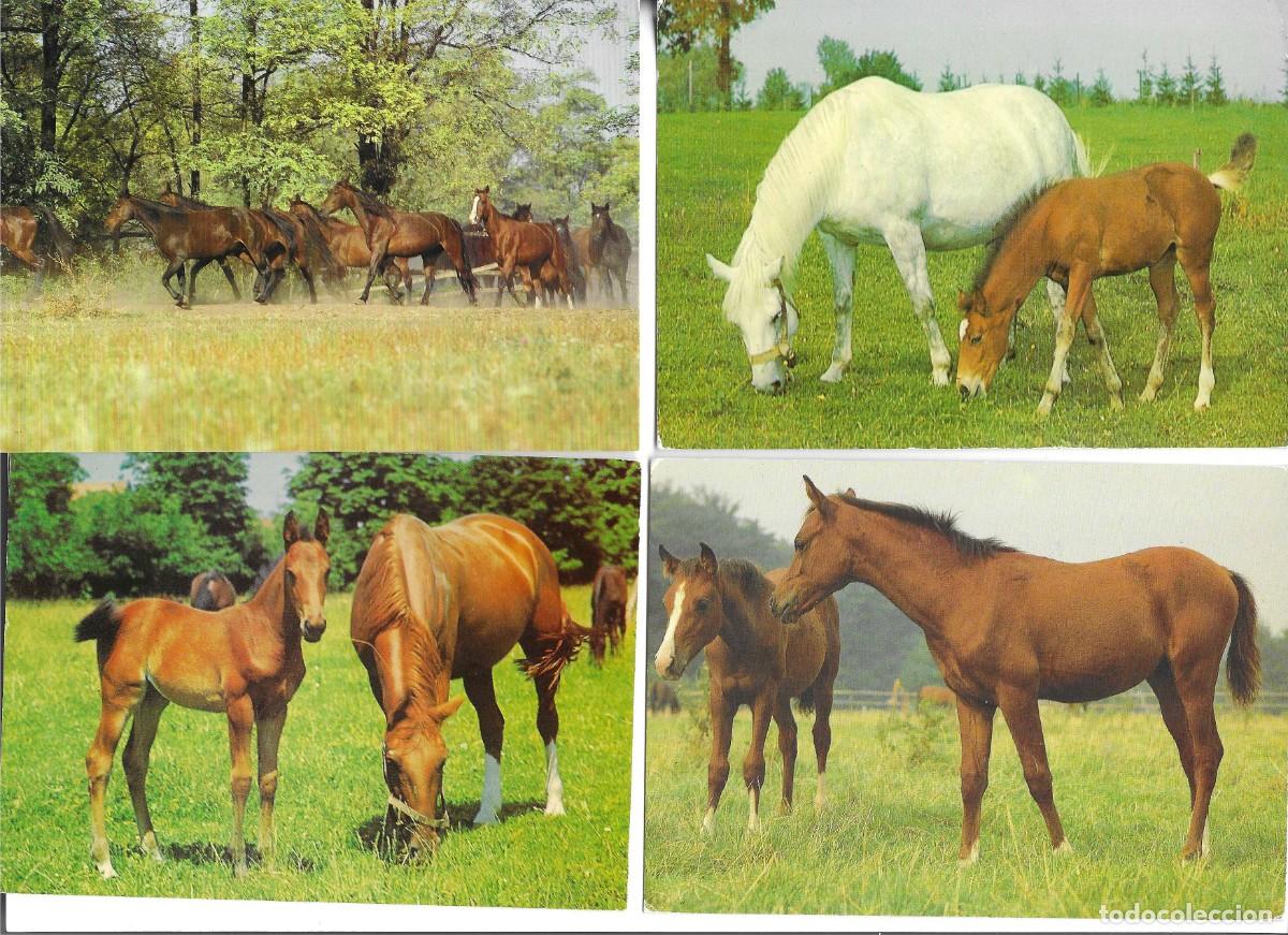 Cartes Postales: &rdquo;Caballos y potros, en el campo&rdquo; Lote de 4 postales fotogr&aacute;ficas modernas, Alemanas, 10 x 15 cms.