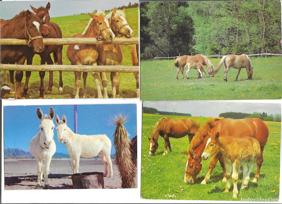 Cartes Postales: &rdquo;Caballos y potros, en el campo&rdquo; Lote de 4 postales fotogr&aacute;ficas modernas, Alemanas, 10 x 15 cms.