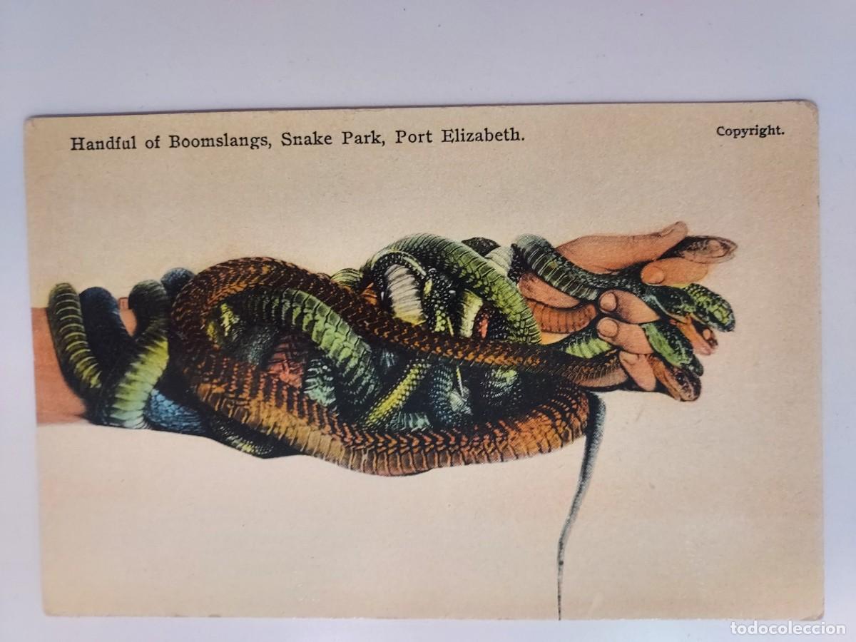 Postais: POSTAL SERPIENTE Boomslang. HANDFUL OF BOOMSLANGS, SNAKE PARK, PORT ELIZABETH. SUDAFRICA