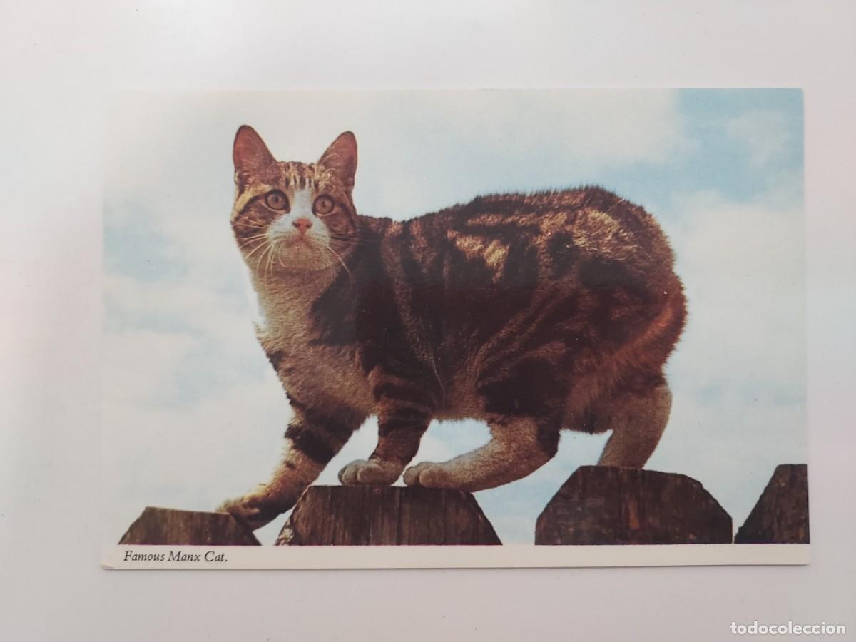 Cartoline: POSTAL GATO. FAMOUS MANX CAT. SIN CIRCULAR. IRELAND
