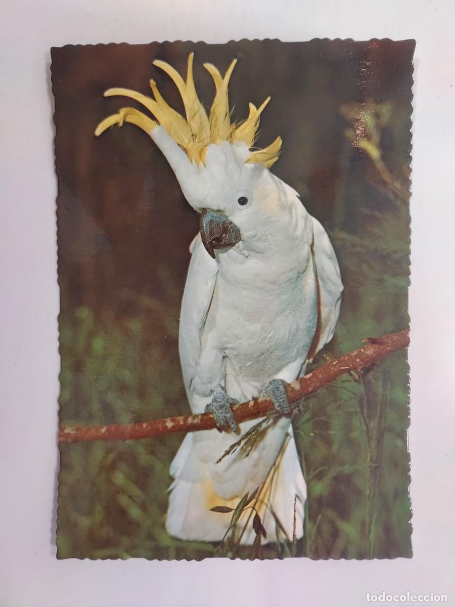 Cartoline: POSTAL AVE CACATUA GALERITA. SULPHUR-CRESTED COCKATOO. ESCRITA. AUSTRALIA