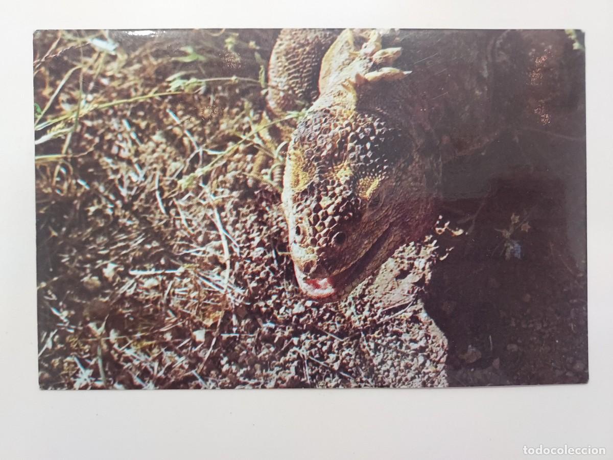 Cartoline: POSTAL IGUANA, ISLAS GALAPAGOS, ECUADOR. CIRCULADA
