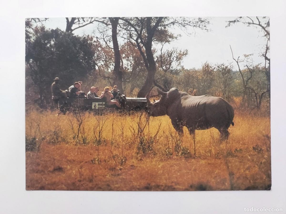 Cartoline: POSTAL RINOCERONTE BLANCO, MALAMALA GAME RESERVE, SUDAFRICA. CIRCULADA