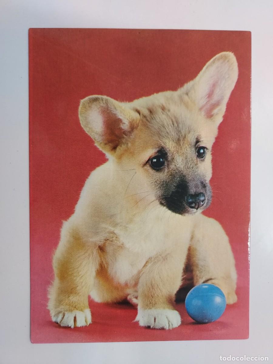 Cartoline: POSTAL PERRO CACHORRO. ESCRITA. 1975