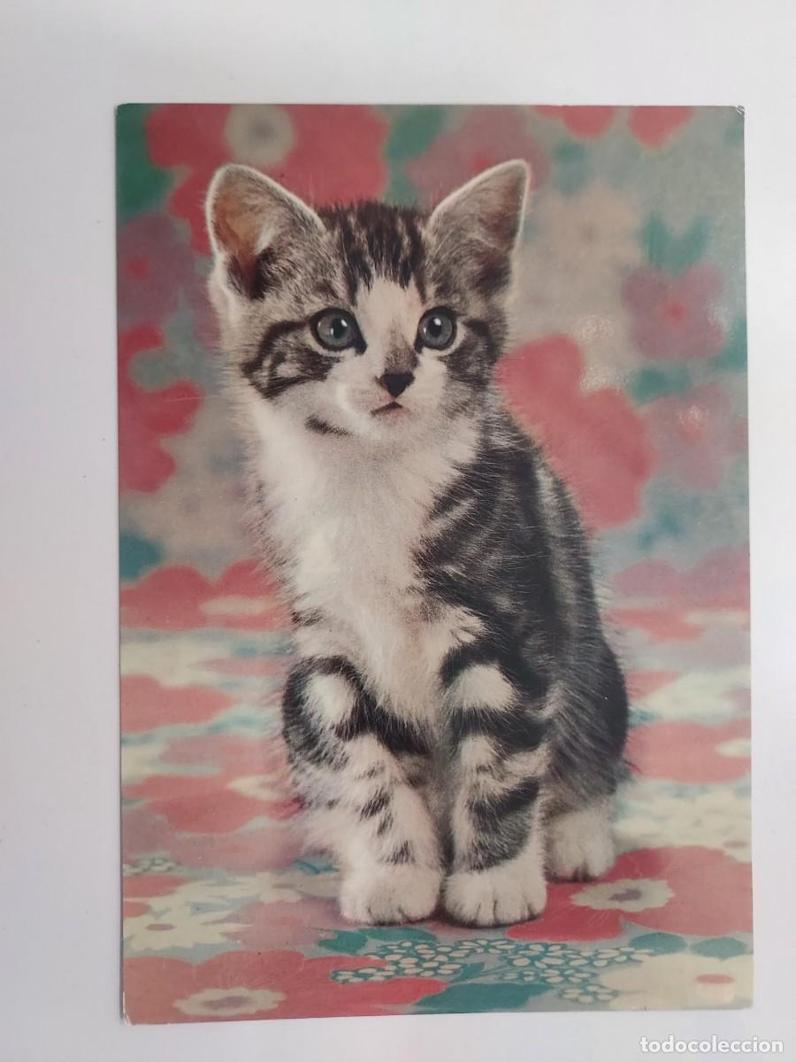 Cartoline: POSTAL GATO GRIS Y BLANCO. CIRCULADA ITALIA 1984