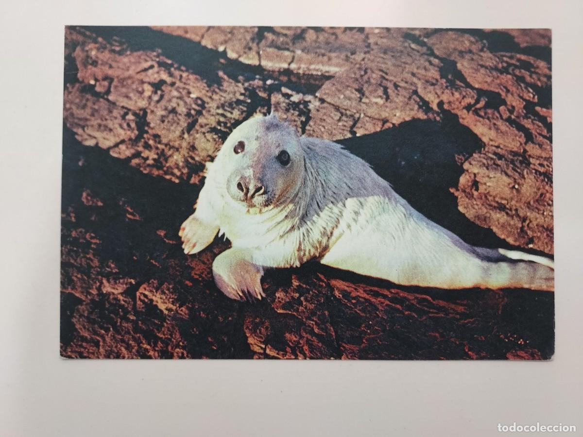 Cartoline: POSTAL FOCA GRIS JOVEN, ISLAS BRITANICAS. SIN CIRCULAR
