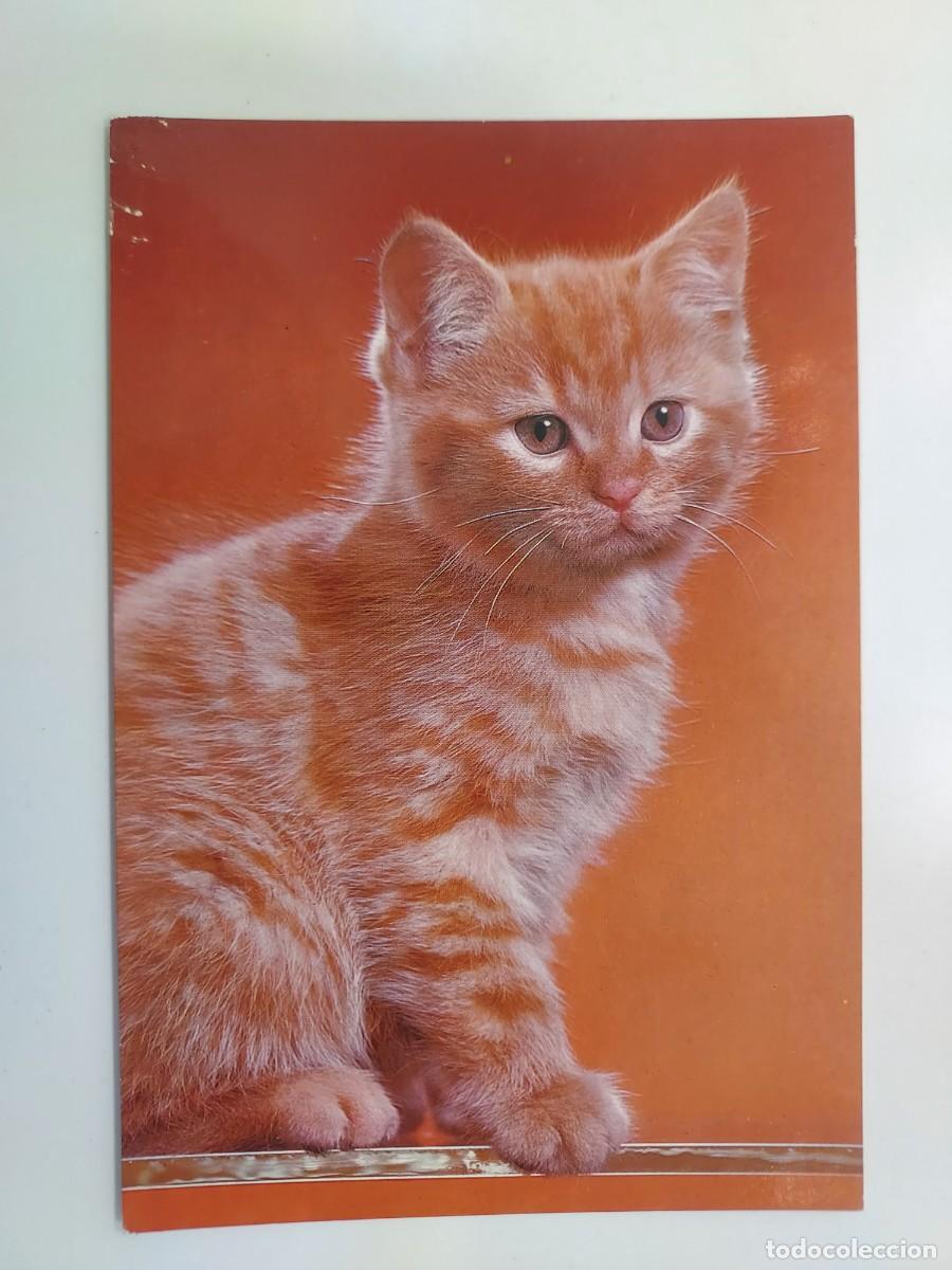 Cartoline: POSTAL GATO PARDO. ESCRITA. 1975 CYZ