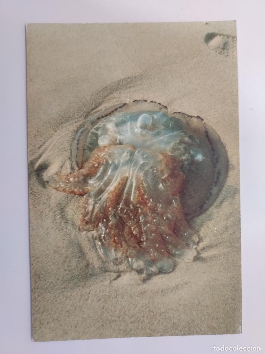 Cartoline: POSTAL MEDUSA VARADA EN LA ARENA. ZEELAND. CIRCULADA PAISES BAJOS