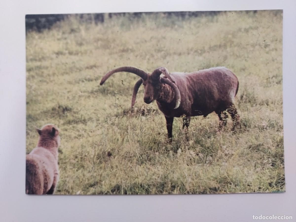 Cartes Postales: POSTAL OVEJA DE CUATRO CUERNOS. LOGHTAN SHEEP. ISLA DE MAN. SIN CIRCULAR