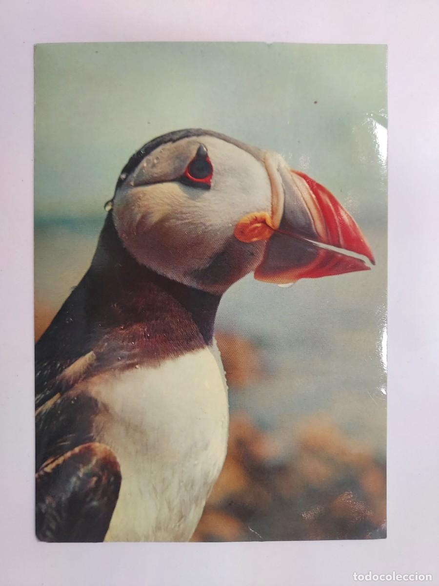 Cartes Postales: POSTAL FRAILECILLO ATLANTICO. PUFFIN. CIRCULADA Isles of Scilly, Reino Unido