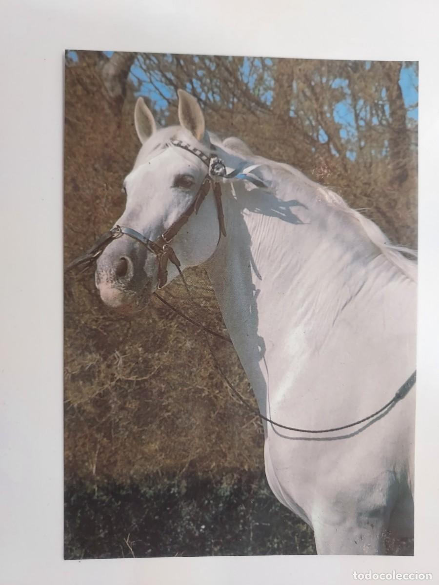 Postcards: POSTAL CABALLO CARTUJANO DE LA GANADERIA DE TERRY. SIN CIRCULAR. FOTO ENRIQUE DE YSASI. 1980