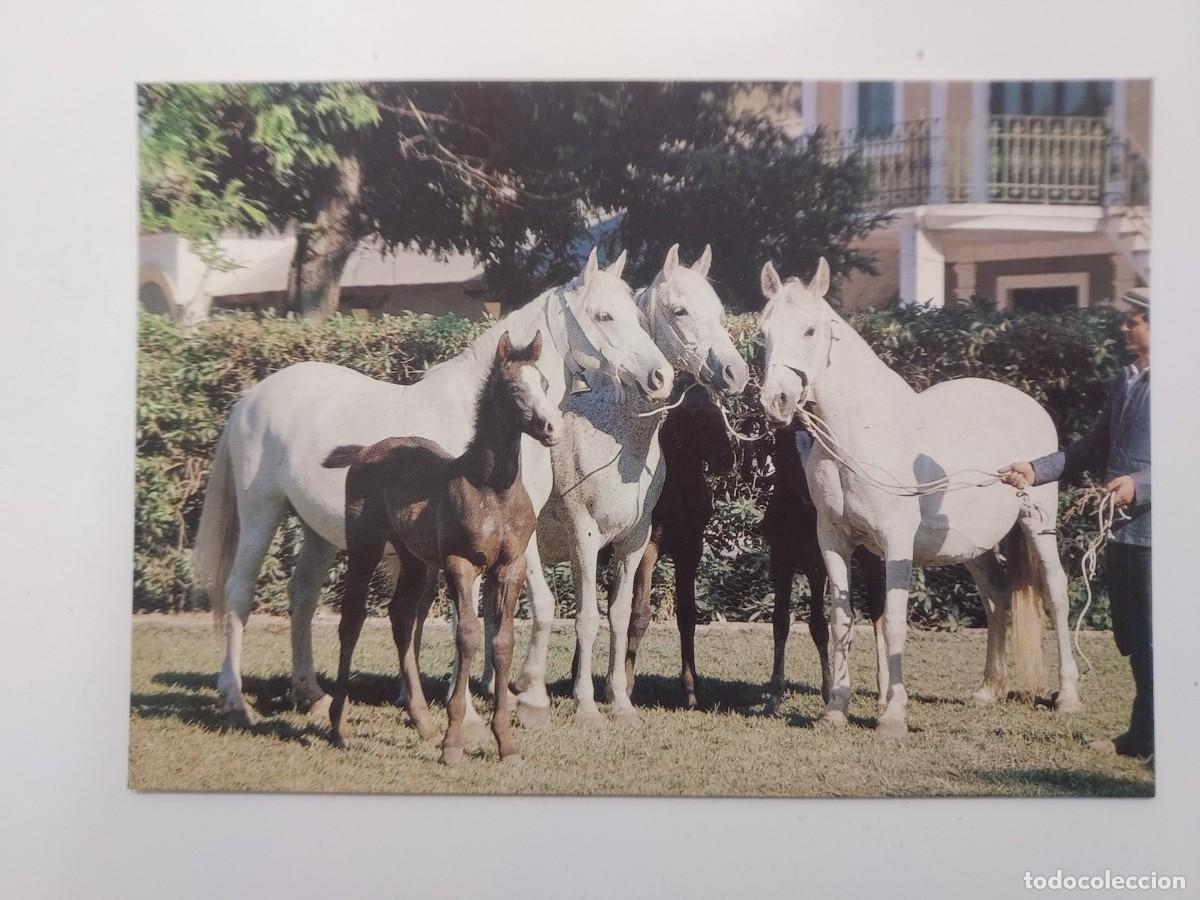 Postcards: POSTAL EL CABALLO EN ANDALUCIA. SIN CIRCULAR. FOTO ENRIQUE DE YSASI. 1980