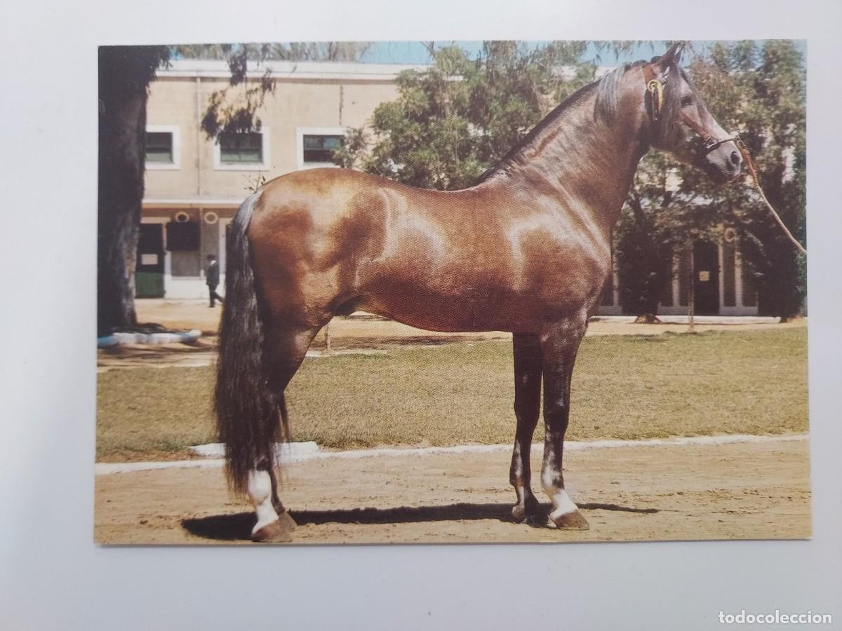 Postcards: POSTAL EL CABALLO EN ANDALUCIA. SIN CIRCULAR. FOTO ENRIQUE DE YSASI. 1980