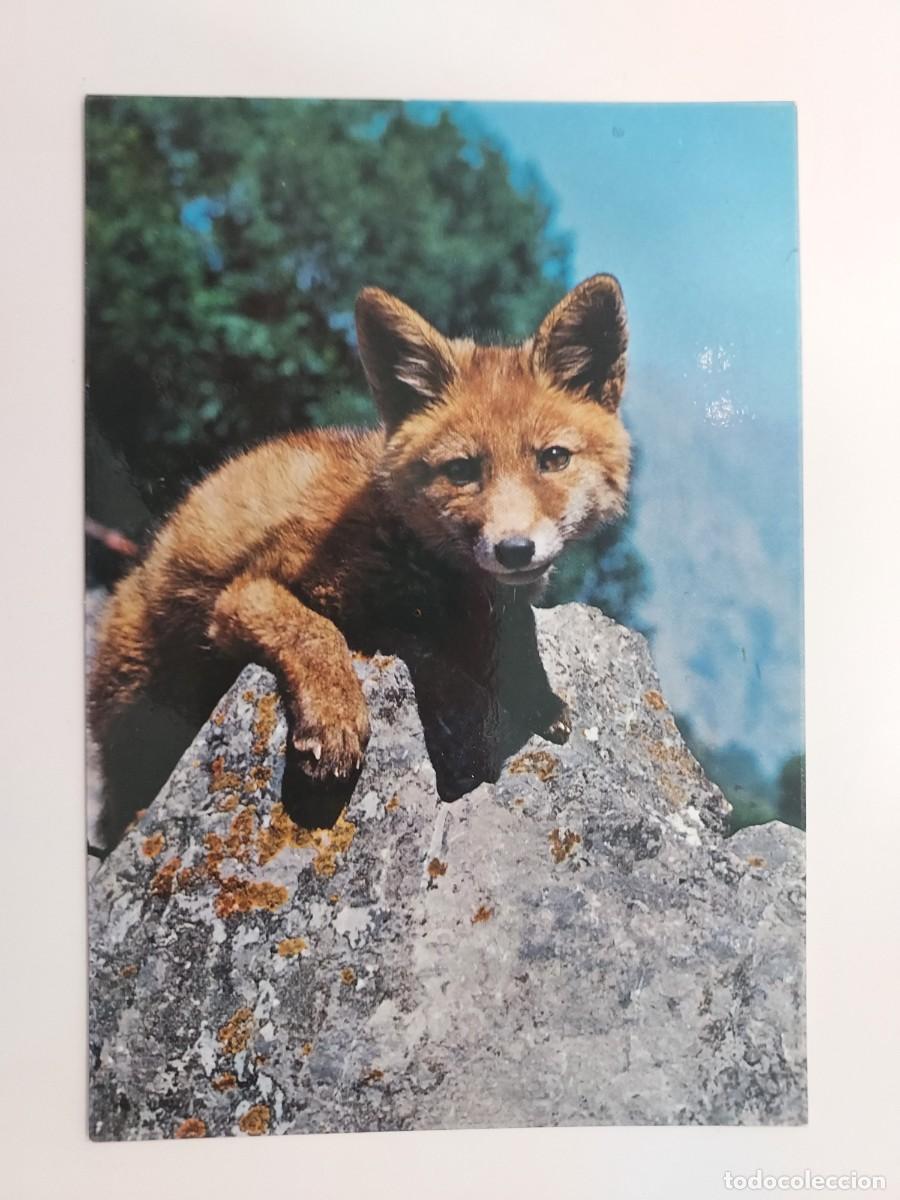 Postcards: POSTAL ZORRO. SIN CIRCULAR. 1970 SICILIA