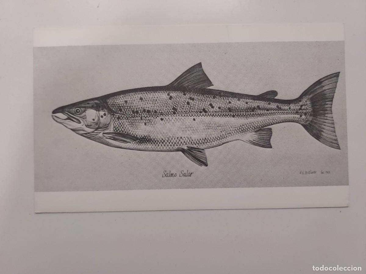 Postcards: POSTAL SALMON ATLANTICO. SALMO SALAR. SIN CIRCULAR. 15 X 9 CM
