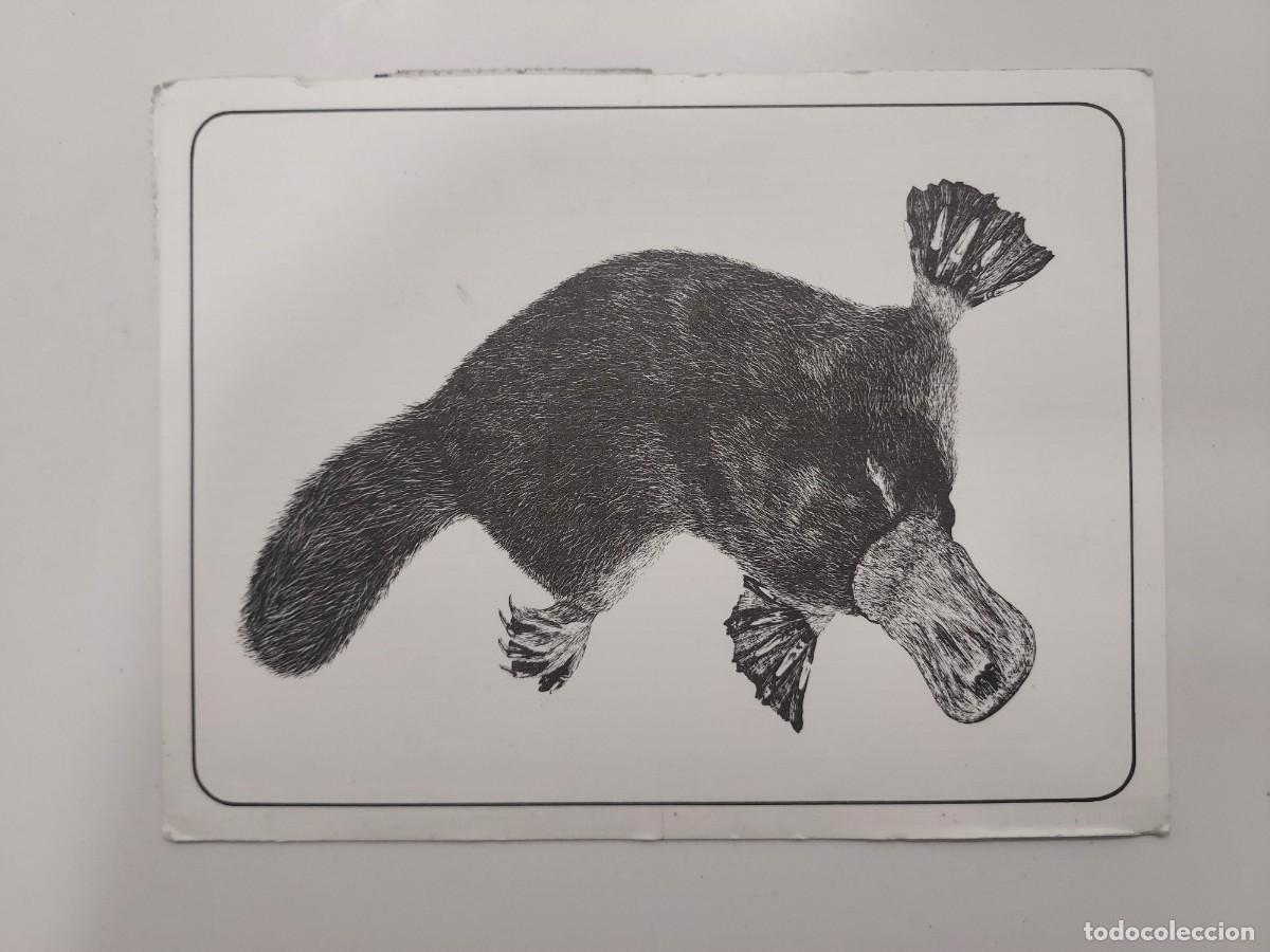 Postcards: POSTAL ORNITORRINCO. PLATYPUS. TASMANIAN MUSEUM. AUSTRALIA. CIRCULADA. 14,5 X 11 CM
