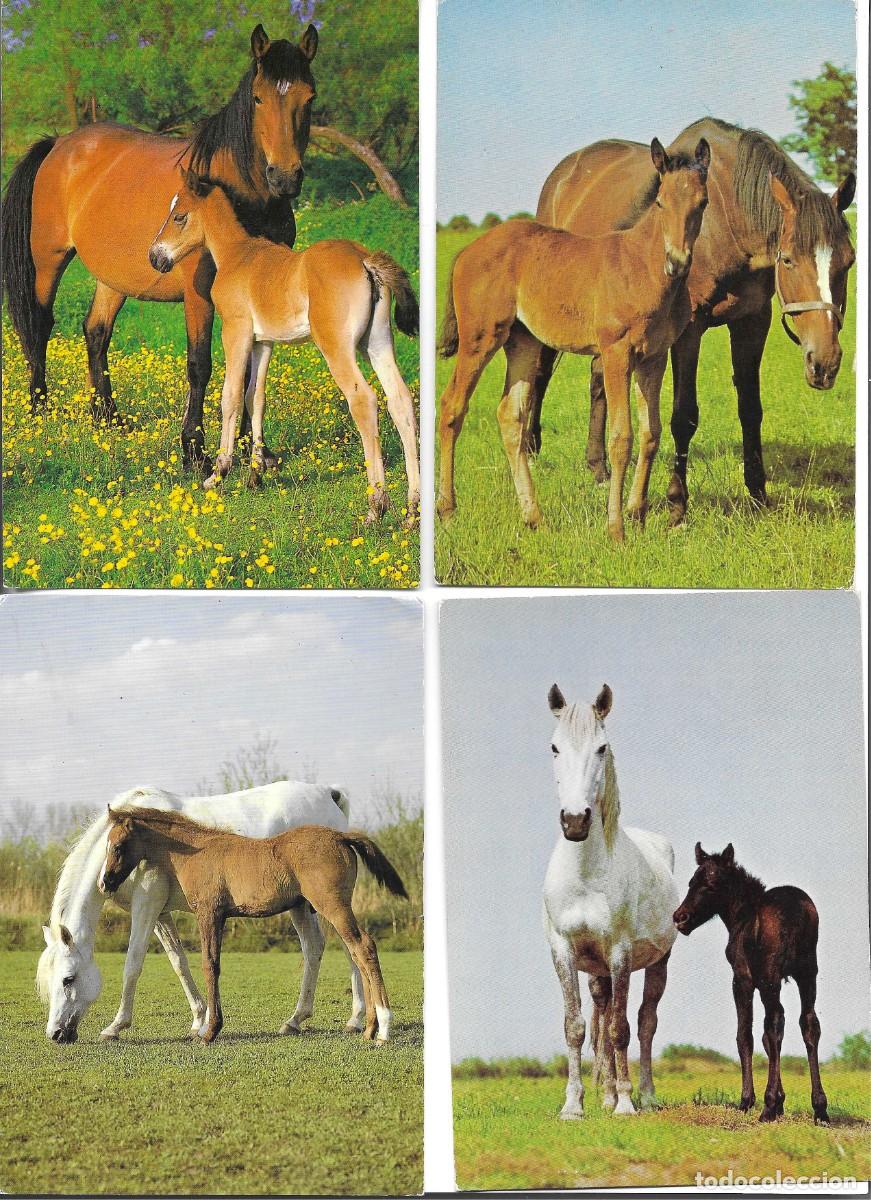 Cartes Postales: &rdquo;Caballos y potros, en el campo&rdquo; Lote de 4 postales fotogr&aacute;ficas modernas, Alemanas, 10 x 15 cms.