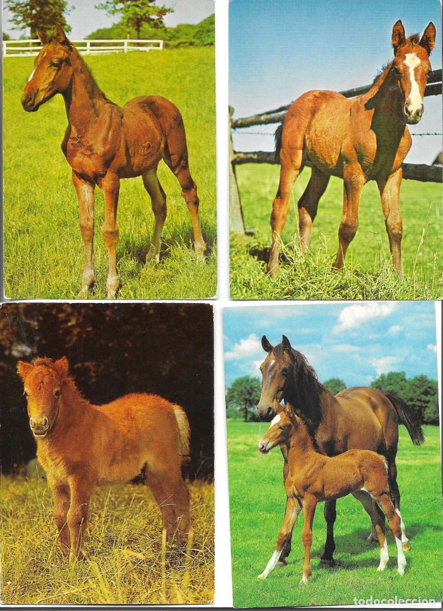 Cartes Postales: &rdquo;Caballos y potros, en el campo&rdquo; Lote de 4 postales fotogr&aacute;ficas modernas, Alemanas, 10 x 15 cms.