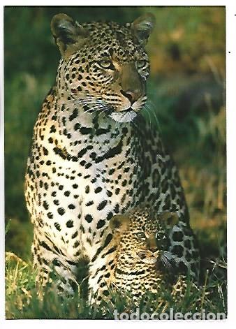 Postales: &rdquo; LEOPARDO &rdquo;, LES BEBES DE LA SAVANE AFRICAINE