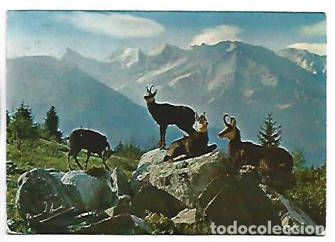 Postales: UNE HARDE DE CHAMOIS AU REPOS.- ANIMAUX DES ALPES