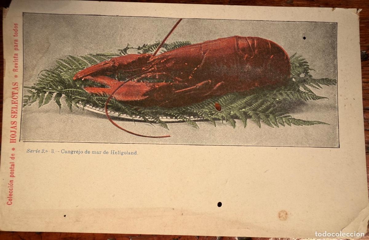 Postales: POSTAL HOJAS SELECTAS SERIE 2&ordf; 3. CANGREJO DE MAR HELIGOLAND