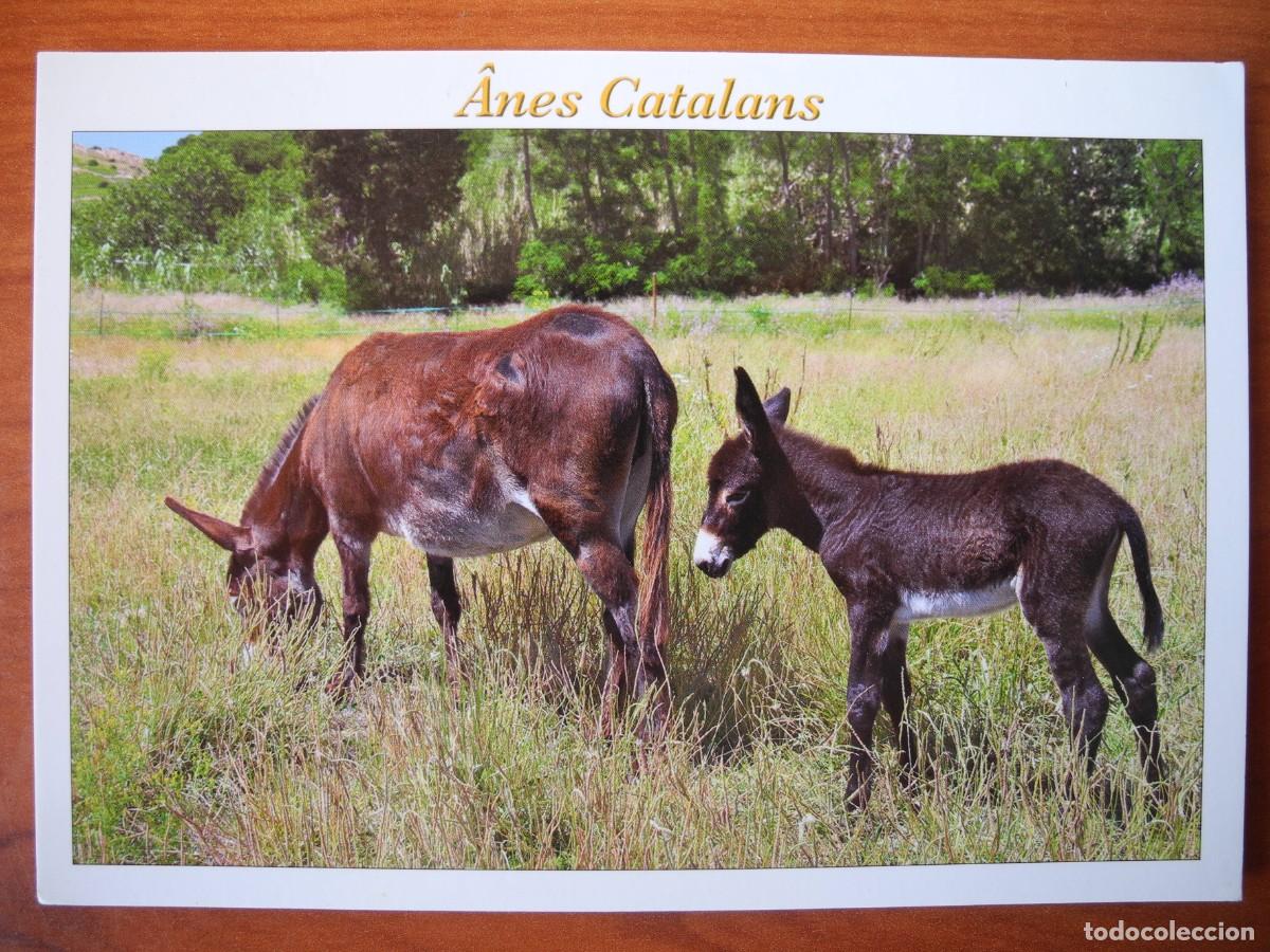 Postales: &Acirc;nes Catalans. Asnos o burros catalanes. Circulada