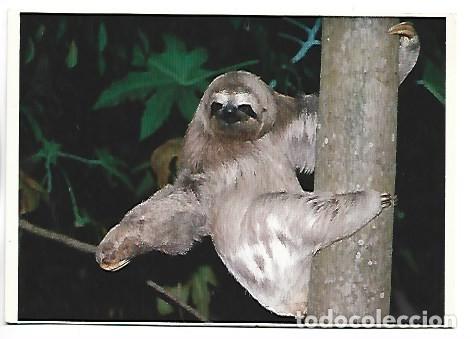 Postales: UMA PREGUI&Ccedil;A VISITA BOI&Ccedil;UCANGA.- SAO SEBASTIAO / BRASIL