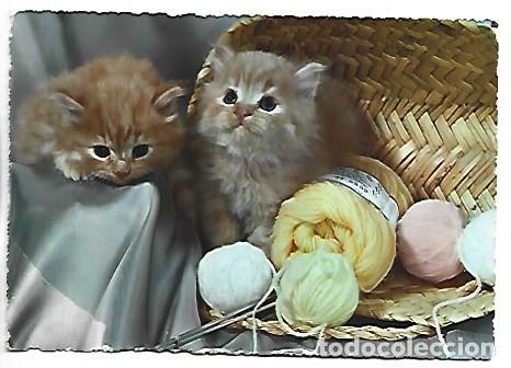 Postales: GATITOS EN CESTITA Y OVILLOS DE LANA