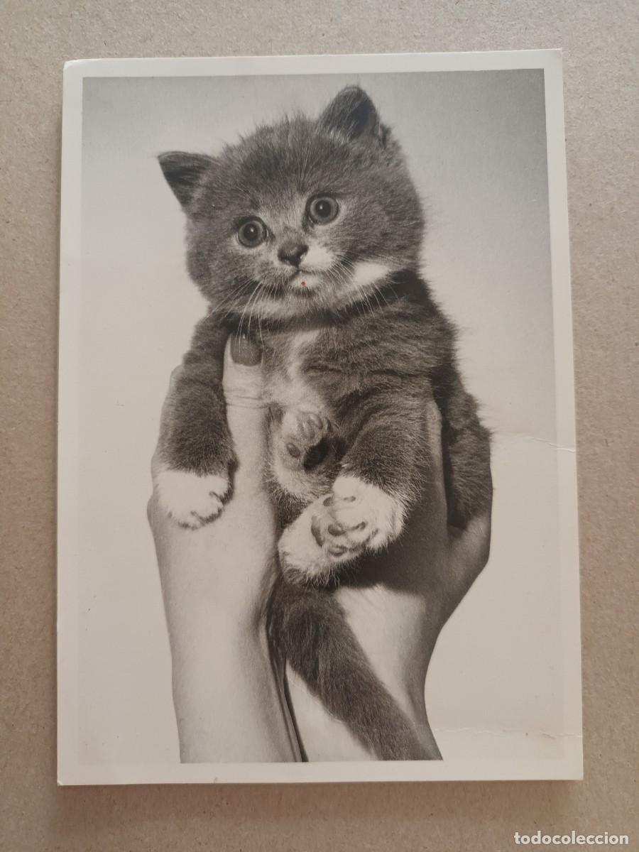 Postales: GATO GATITO. COLLECTION IMAGES DE CHATS