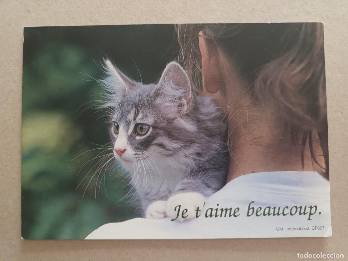 Postales: GATO GATITO. JE T'AIME BEAUCOUP