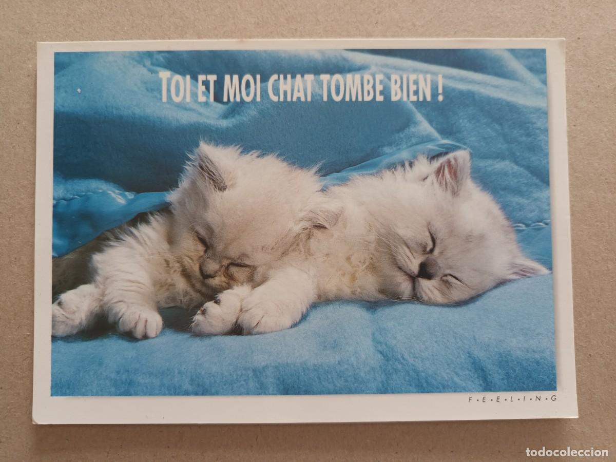 Postales: GATO GATITO. CHAT ALORS?