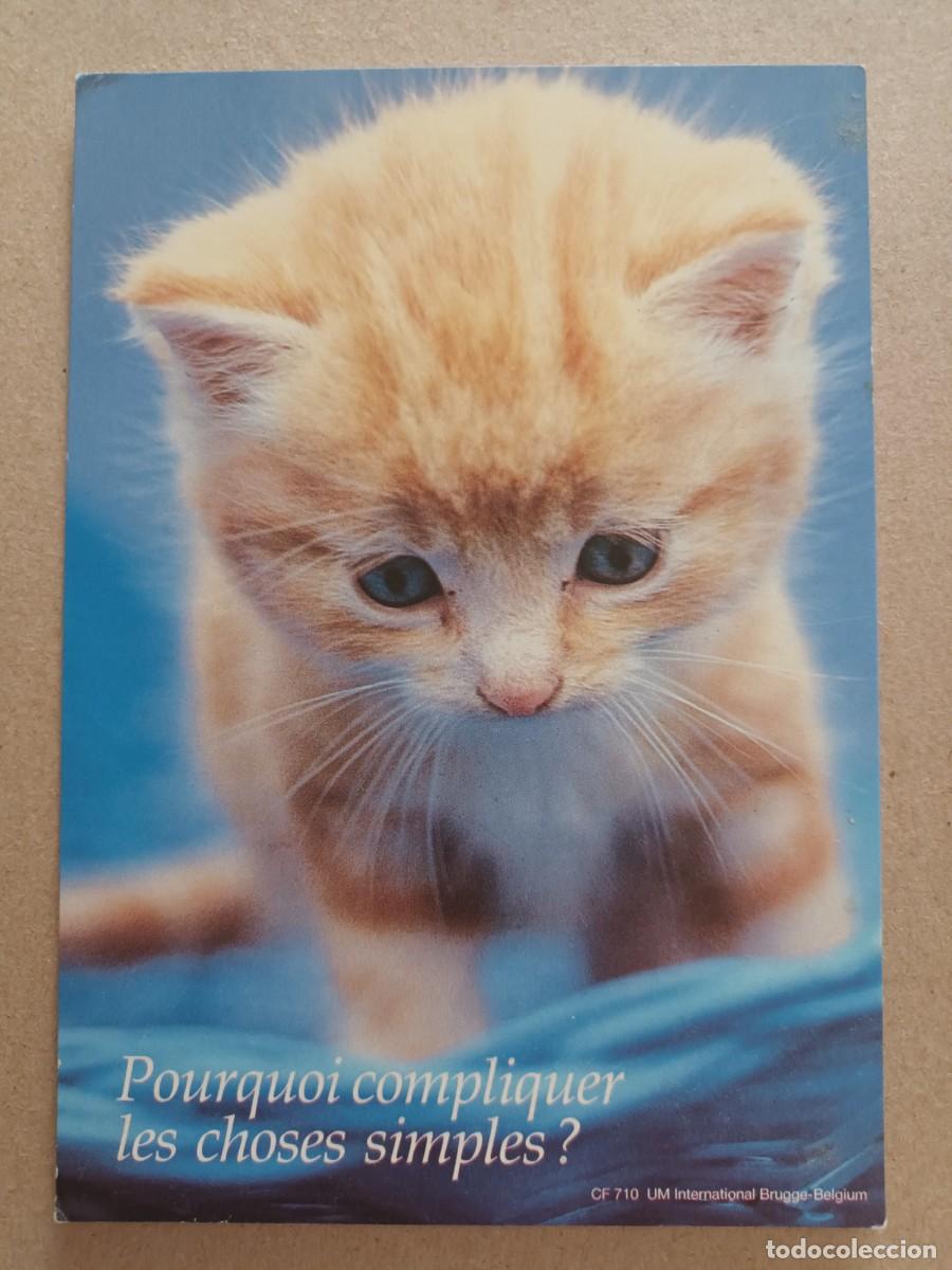 Postales: GATO GATITO. POURQUOI COMPLIQUER LES CHOSES SIMPLES?
