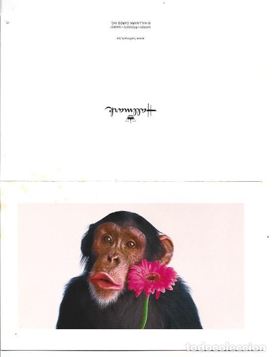 Postales: &rdquo; CHIMPANCE CON FLOR &rdquo;.- FELICITACION, ORIGINAL, (OFERTA 3X2). COMPRA 3 Y PAGA 2