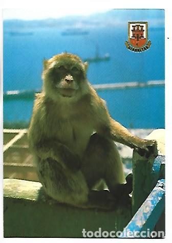 Postales: ROCK APE - MONO DEL PE&Ntilde;ON.- GIBRALTAR - Foto 1