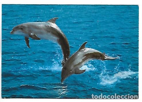 Postales: DELFINES - DOLPHINS. - Foto 1
