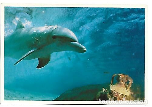 Postales: DELFIN - DOLPHIN.- CYPRUS - Foto 1